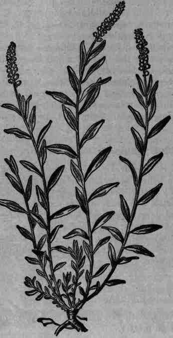 Fig. 231. Polygala Senega.