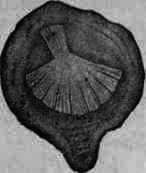 Fig. 233. Senega: transverse sections magnified.