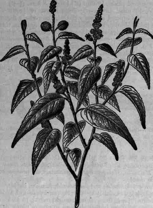Fig. 236. Croton Eluleria.