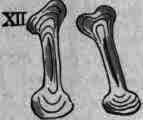 Fig. 24. Starch granules, magnified 475 diameters.