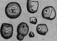 Fig. 241. Tapioca starch.