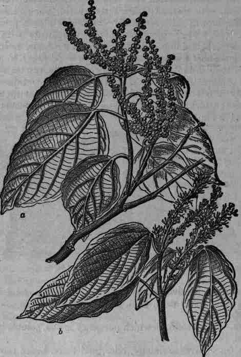 Fig. 243. Mallotus philippinensis: a, twig of staminate plant; b, twig of pistillate plant.