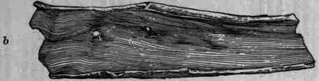 Fig. 247. Euonymus alropurpureus: a, outer surface of root bark; b, inner surface of root bark, nat. size.