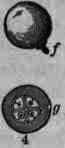 Fig. 251. Rhamnus cathartica: 1 3, the imperfect pistillate and staminate flowers; 2, stamens s, fertile, a, sterile; 4, f, fruit; g, cross section of fruit.