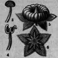 Fig. 256. Althoea officinalis: 1, expanded flower; 2, vertical section of flower; 3, stamen; 4, stamen after discharge of pollen; 5, fruit; 6, outside calyx as seen from beneath.
