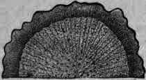 Fig. 257. Althaea: transverse section, magnified 2 diam.