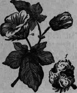 Fig. 259. Gossypium herbaceum: a, outside calyx;/, fruit.