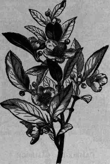 Fig. 263. Thea sinensis.