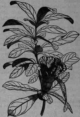 Fig. 270. Punica Granatum: flowering branch.