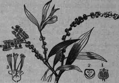 Fig. 274. Melaleuca Leucadendron var. Cajeputi small branches with leaves, buds, and flowers: 1, vertical section of fruit; 2, transverse section of ovary; 3, vertical section of flower.