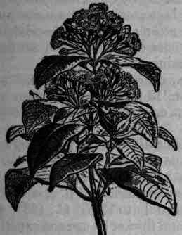 Fig. 275. Eugenia aromatica.