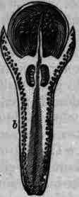 Fig. 276. Caryophyllus: a, natural size; b, longitudinal section magnified.