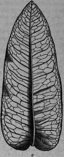 Fig. 278. Eucalyptus globulus: a, b, leaves from old twig; c, from young twig.