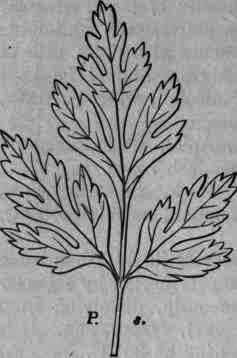 Fig. 280. Apium (Carum Petroselinum) graveolens: pinnate leaf.