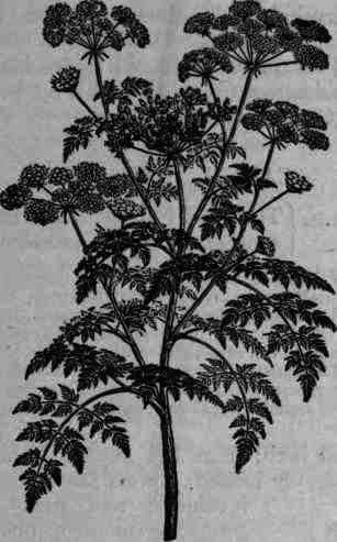 Fig. 281. Conium maculatum.