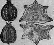Fig. 282. Conium: fruit and longitudinal section magnified 3 diam.; transverse section magnified 8 diam.