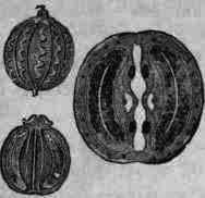 Fig. 288. Coriandrum: fruit and longitudinal section magnified 3 diam.; transverse section magnified 8 diam.
