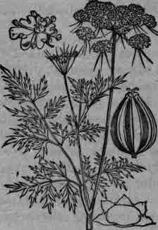 Fig. 289. AEthusa Cynapium.