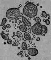 Fig. 29.   Barley starch.