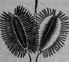Fig. 291. Daucus Carota: magnified 5 diam.