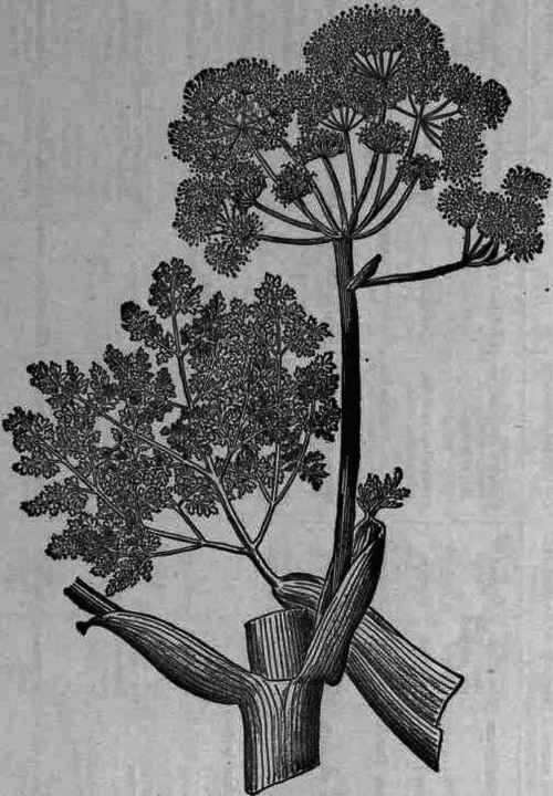 Fig. 293. Ferula galbaniflua.