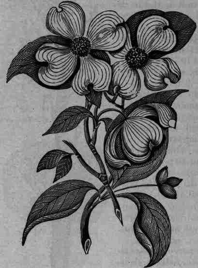 Fig. 296. Cornus florida.