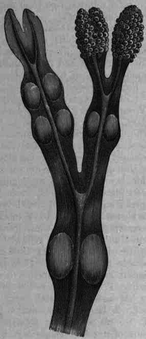 Fig. 3. Fucus vesiculosus: fruiting branch, natural size.