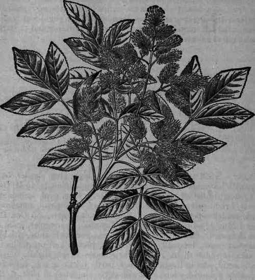Fig. 305. Fraxinus Ornus: branch showing leaves and flowers.