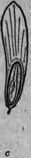 Fig. 306.   Fraxinus Ornus: a, flower opened; b, single winged fruit; c, longitudinal section of same.