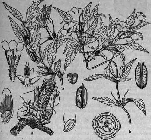 Fig 307. Gelsemium sempervirens: a, rhizome; b, flowering branch; c, fruiting branch (1/4 natural size); also flower, ovary, fruit, seed, floral diagram, enlarged.
