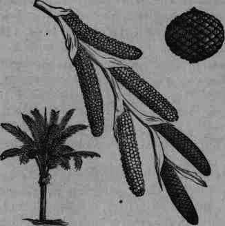 Fig. 31. Metroxylon Rumphii.