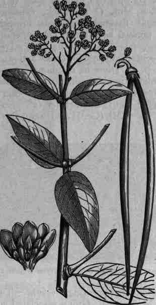 Fig. 319. Apocynum cannabinum.