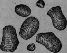 Fig. 32. Sago starch.