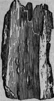 Fig. 321.   Aspidosperma (1/2 Nat.).