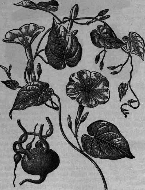 Fig. 322. Exogonium purga.