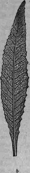 Fig. 326.   Eriodictyon leaves, natural size: a, upper surface; b, under surface.