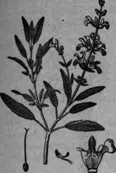 Fig. 329.   Salvia officinalis.