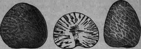 Fig. 33. Areca Catechu.