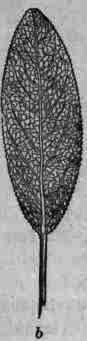 Fig. 331.   Sage leaf: a, upper surface; b, lower surface.