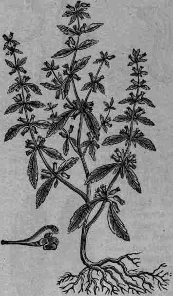 Fig. 333.   Hedeoma pulegioides.