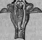 Fig. 335.   Melissa officinalis: flower and corolla, magnified.