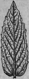 Fig. 338. Mentha spicata (viridis): leaf, natural size.