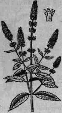 Fig. 339. Mentha piperita flowering tops.