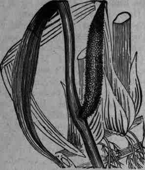 Fig. 34. Acorus Calamus.