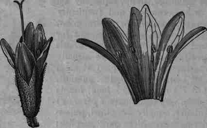 Fig. 340. Mentha piperita: flower and corolla cut open; magnified 8 diam.