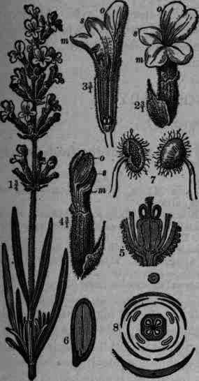 Fig. 341. Lavandula vera: 1, flowering twig; 2, flower with sepal; 3, longitudinal section of flower; 4, flower bud; 5, vertical section of flower bud with ovary; 6, vertical section of little nut; 7, stamens; 8, diagram of flower.