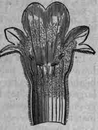 Fig. 342. Lavender flower and corolla: magnified 4 diam.