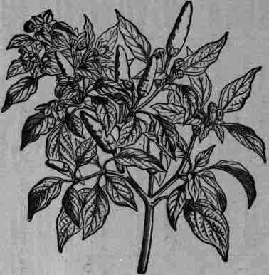 Fig. 345. Capsicum frutescens.