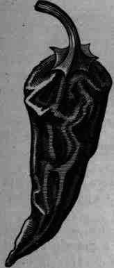 Fig. 346. Capsicum fruit: magnified.