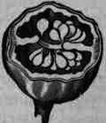 Fig. 347. Capsicum fruit: cross section, magnified.